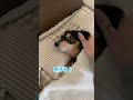 なかなか起きない犬を一発で起こす魔法の言葉