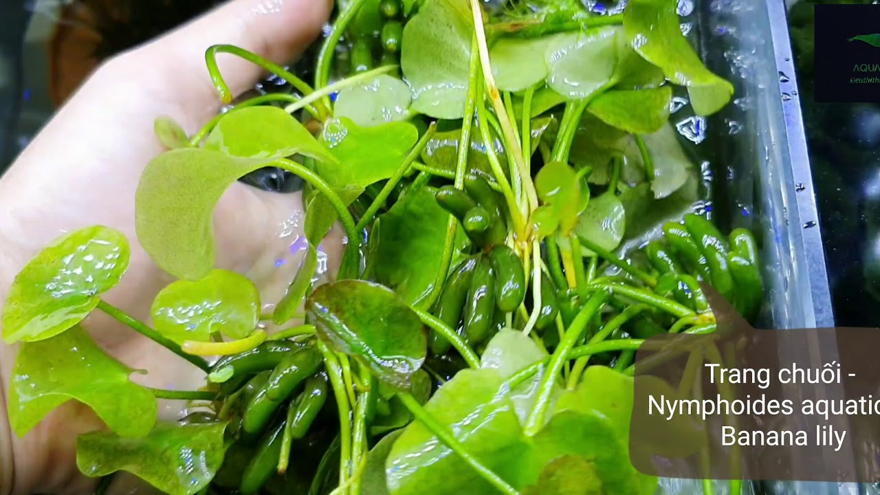 Mossball marimo, Banana lily, Nymphoides aquatica, Trang chuối - Aqua Home sieuthithuysinh.com