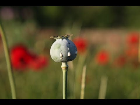 ვიდეო: არიზონას ყაყაჩო მცენარეები - როგორ მოვუაროთ არიზონას ყაყაჩოებს მშობლიურ ბაღებში