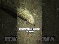 This Ocean Worm Is A True Nightmare This Ocean Worm Is A True Nightmare