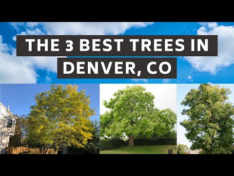 Video: Shade Trees In The Rockies – Growing West North Central Shade Trees