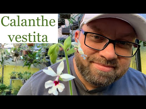 Vídeo: O que são orquídeas Calanthe: Cultivando plantas de orquídea Calanthe no jardim