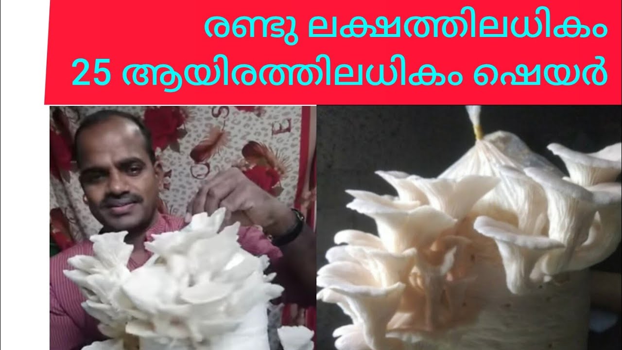 പുഴുങ്ങാതെ കുതിർക്കാതെ10 മിനിറ്റ് കൊണ്ട് ഫ്ലാറ്റിൽ താമസിക്കുന്നവർക്കും കൂൺ വളർത്താം 9048659911