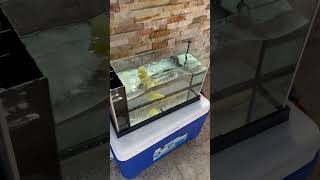 Sink or float? #sinkorfloat #science #density #buoyancy #experiment #sink #float