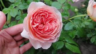 роза  Абрахам  Дерби 😌 и череночки