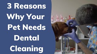 3 Reasons Why Your Pet Needs Dental Cleaning | Wag! by Wag! Dog Walking 248 views 2 years ago 53 seconds