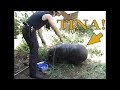 Adventures of Matt Hall - Tina the Happy Pig