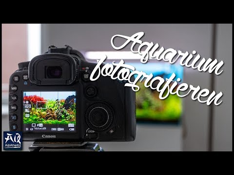 Video: Wie fotografiert man ein Aquarium?