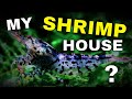 My shrimp house shrimp tank setup  collab with  shrimp keeping