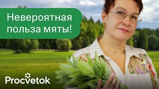 видео: СРЕДСТВО №1 ДЛЯ ГИПЕРТОНИКОВ, СЕРДЕЧНИКОВ И ЖЕЛУДОЧНИКОВ! Вот как использовать мяту с пользой! картинка: СРЕДСТВО №1 ДЛЯ ГИПЕРТОНИКОВ, СЕРДЕЧНИКОВ И ЖЕЛУДОЧНИКОВ! Вот как использовать мяту с пользой!