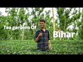 Tea gardens in bihar  kishanganj tea