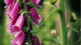 Ottmar Liebert - Flowers Of Romance chords