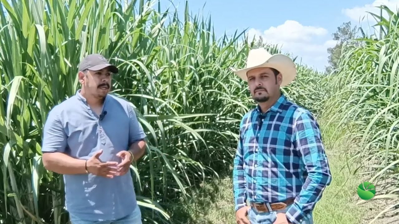 CAÑA DE AZÚCAR MEJORADA