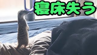 ミーアキャットがお姉さんの寝返りによって追い出される？！【モナカ】