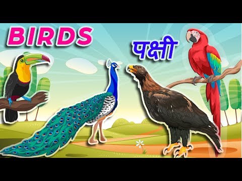Birds Name in Hindi | पक्षियों के नाम हिन्दी में | Birds Name for kids