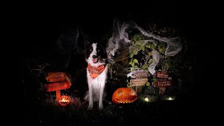 Halloween dog tricks - Rory the Quirky Border Collie - Halloween magic by Rory the Quirky Border Collie Tricks 1,334 views 2 years ago 1 minute, 41 seconds