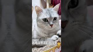Angry Cats- Super Pets Reaction Videos| MEOW Baby Cats | Cute And Funny Cat Videos Compilation