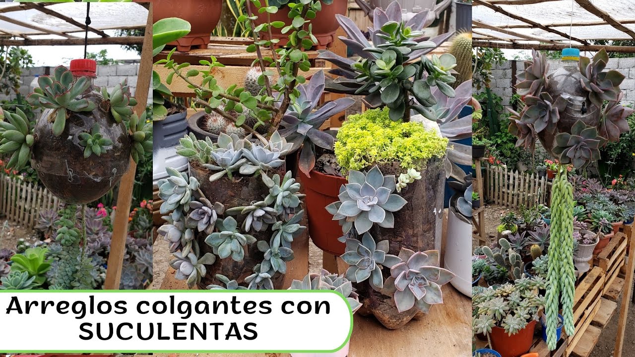 Hermosos arreglos colgantes con SUCULENTAS hechos con botellas plásticas ♻