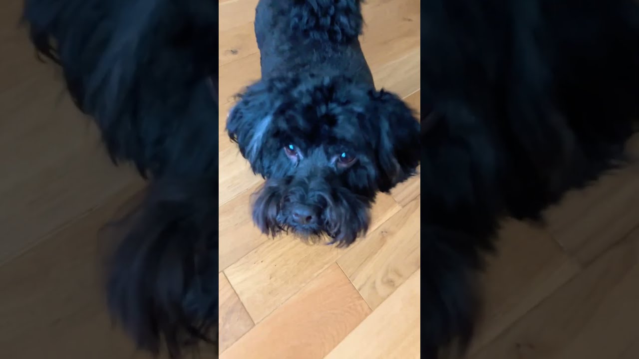 Loki Does Backflip Insane Only Haters Will Say It S Fake