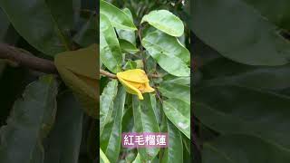 紅毛榴槤的新衣～怪恐怖的！￼￼