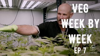 New growth after topping our plants | Week 7 in the Veg Room