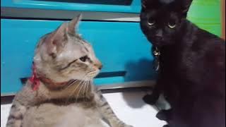 Love these two cute cats..