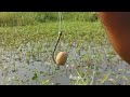 🎣Rohu Fishing|Amazing FISHING video|Village Fishing|🐟Tilapia Fishing|Village Fishing video