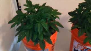 White Voodoo - La Plata Labs - Day 32