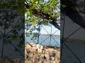 Shahpura Lake Bhopal 🌊 | Zindagi ek safar hai suhana #shorts