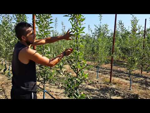 Βίντεο: Πότε να αφαιρέσετε τα χειμερινά μήλα για αποθήκευση; Πότε να συλλέξετε όψιμες ποικιλίες στα Ουράλια και την περιοχή του Βόλγα; Πώς να αφαιρέσετε τα μήλα από ένα δέντρο