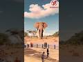 See the largest elephant in the world  back to ancient times