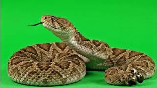 Rattle Snake VFX Green Screen   Transparent