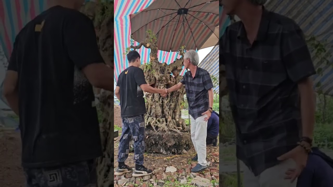 Cứ đục đi, đừng có cắt | Gã Đầu Bạc - Vua Tùng 