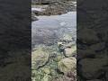 #tenerife #испания #canary #travel #путешествия #путешествие #море #океан #shorts #short #shortvideo