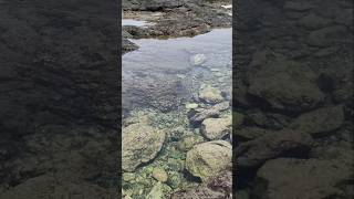 #tenerife #испания #canary #travel #путешествия #путешествие #море #океан #shorts #short #shortvideo