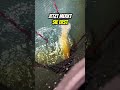 Schau mal, was für ein wunderschöner Fisch geangelt wurde! 🎣🐟