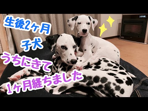 ダルメシアンの子犬がお家に来てから１ヶ月が経ちました。どんな１ヶ月を過ごしたのでしょうか。#ダルメシアン#子犬の1ヶ月#生後２ヶ月の子犬