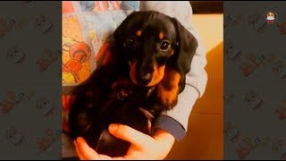 Funny Dachshund Compilation 2017 # 7