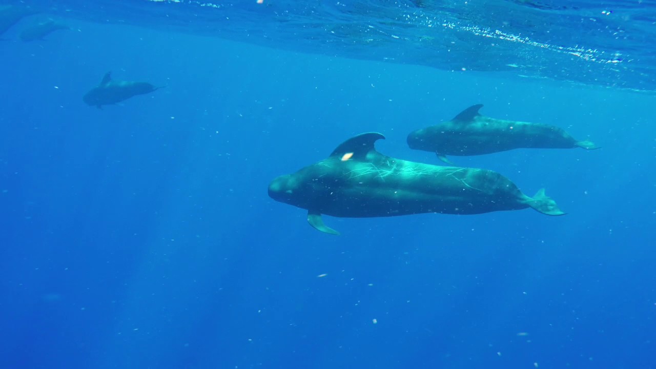 Guadaloupe Ocean Adventures with Sperm Whales, Pilot Whales and Pseudorcas