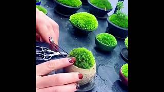 Moss grow l moss reproduction#shorts#viral