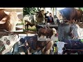 8 Ekor Sapi 1 Ton Up SETIA FARM | MBAH GARENG|BANGOR|BONNY| GRANDONG|GUNDUL|JHON|GERRY|RAYMOND