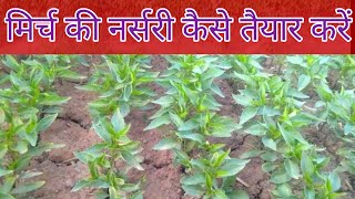 मिर्च की नर्सरी कैसे तैयार करें mirch ki nursery kaise taiyar kare#agriculture #vegetables