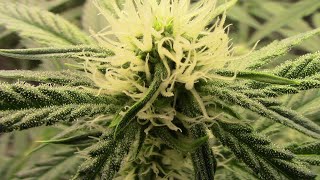 S20:E2 Autoflower Cannabis grow, with Mephisto Sour Stomper, and Dr. Krippling Incredible Bulk.