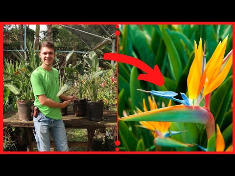 Vídeo: Propagação de plantas de aves do paraíso: cultivo de sementes e divisões de aves do paraíso