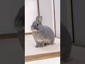 ママに会いたいのに会えない…切なすぎる子ウサギの物語 #shorts #うさぎ #rabbit