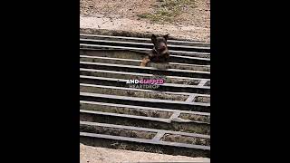 He Almost Lost His Dog..