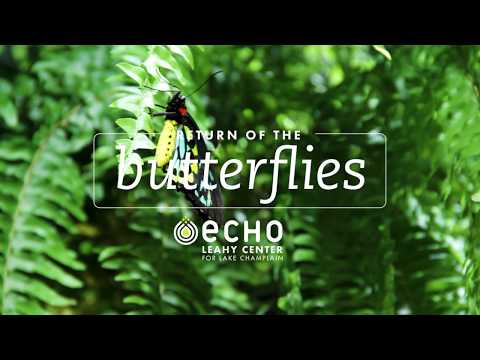 Video: Paano Mag-ayos Ng Isang Exhibit Ng Butterfly