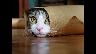 Funny Cats Compilation 2018 | Best Funny Cat Videos Ever