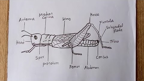 How To Draw and label a Grasshopper