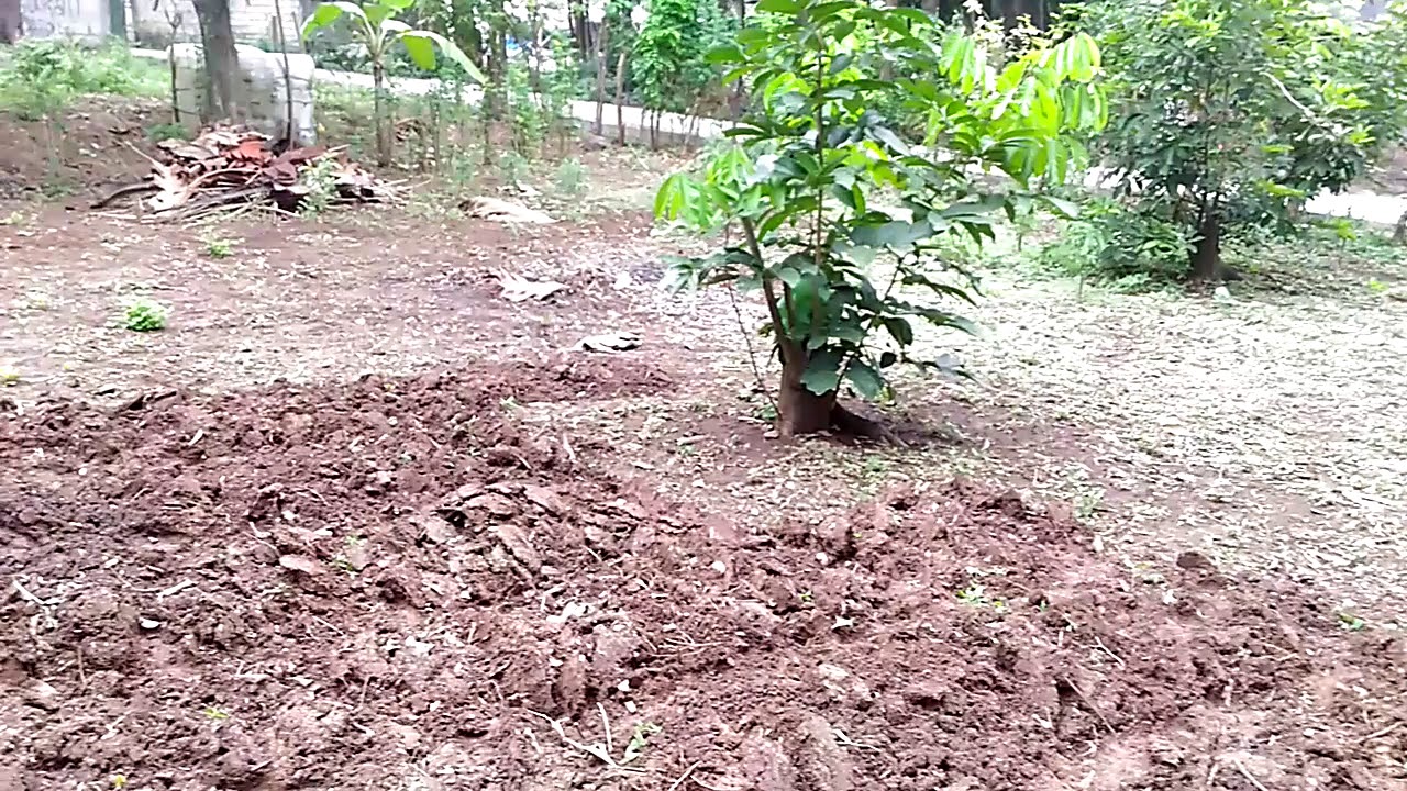 TANI JAHE EPISODE 1 - PENGGEMBURAN LAHAN HARI KE 3